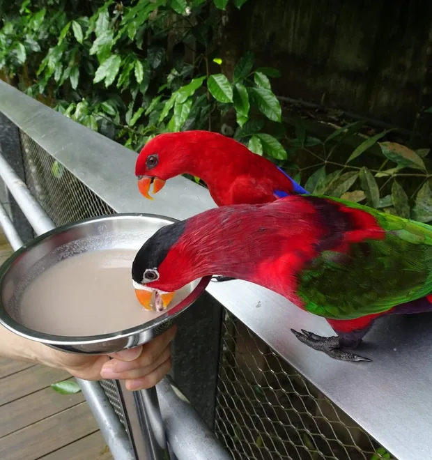 鳥