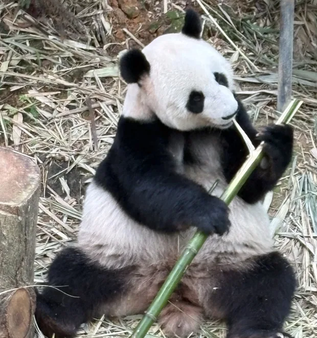 パンダ