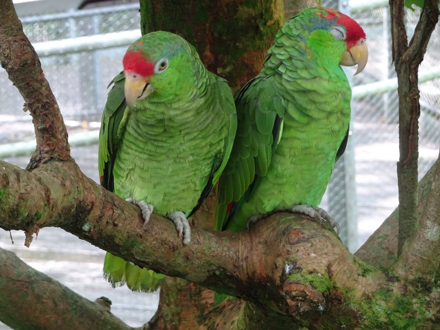 アマゾンの宝石で寄り添うメキシコアカボウシインコ2羽