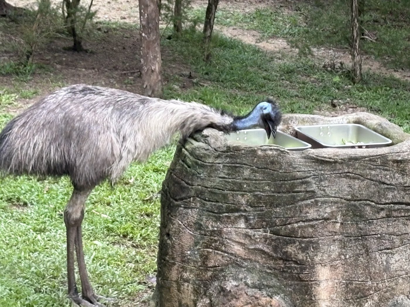 オーストラリアの奥地で水を飲むエミュー