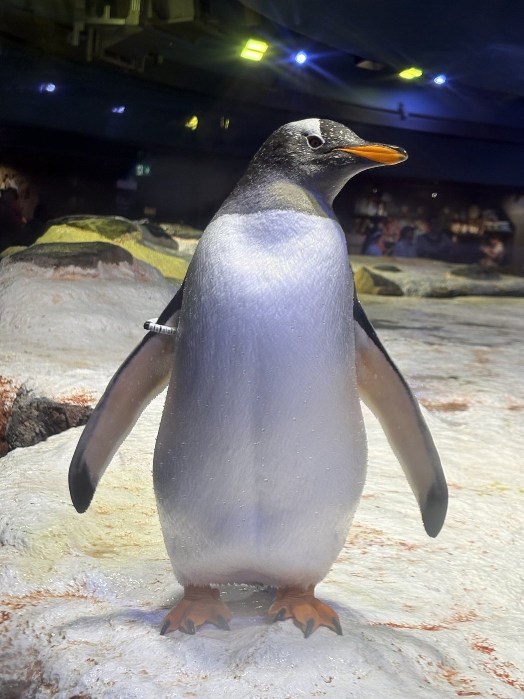 ペンギンコーブのジェンツーペンギン
