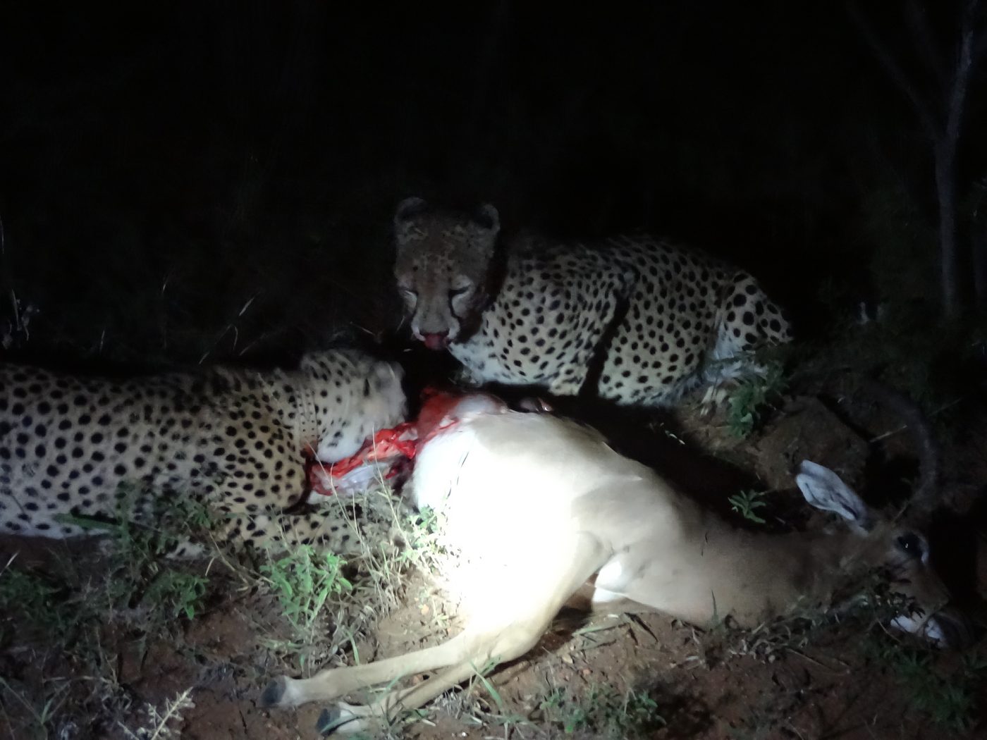 夜、仕留めたインパラを食べるチーターの兄弟HunterとFloppy