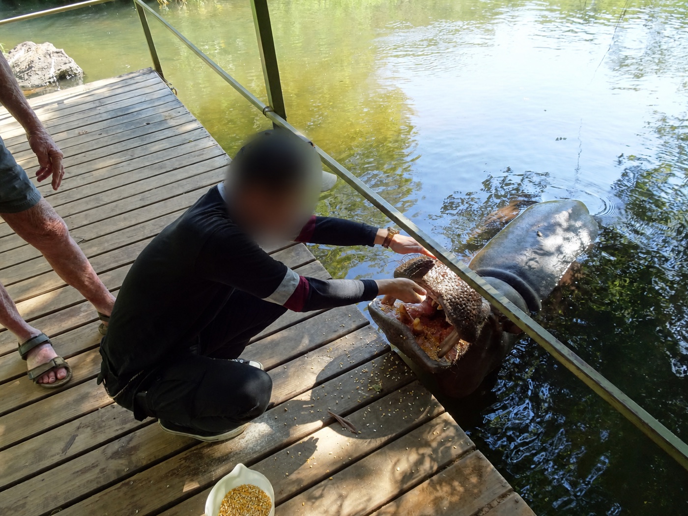 大きく口を開けたジェシカに、とうもろこしの餌を入れる