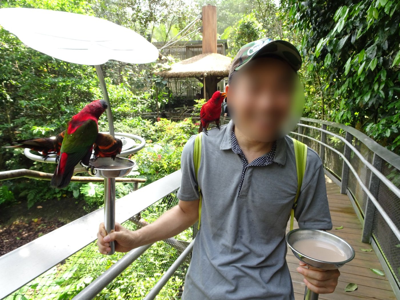バードパラダイスのロリー・ロフトで、蜜のカップに集まってきたインコたち