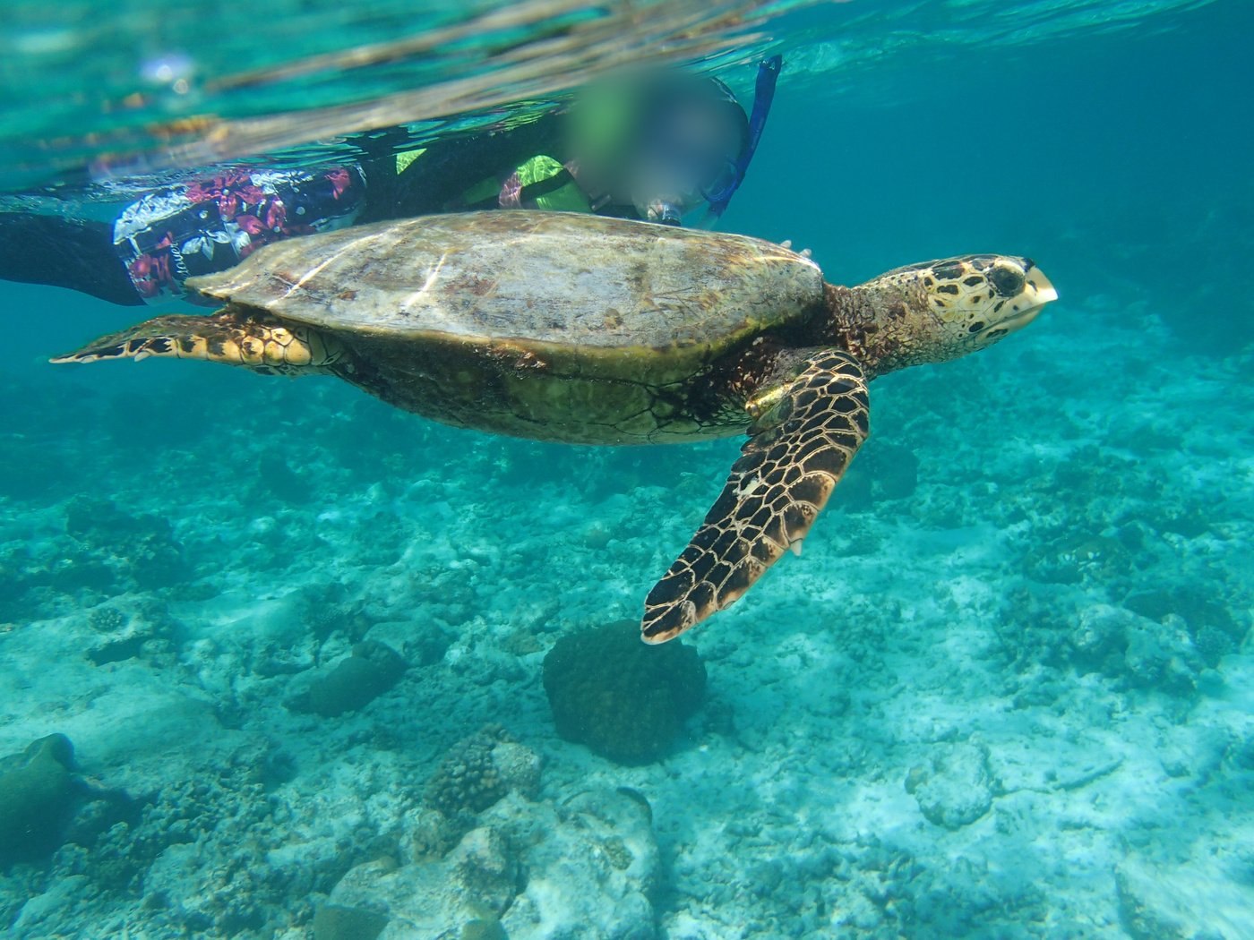 シンガポール＋モルディブ10泊11日｜ウミガメと水中レストラン、全行程と費用