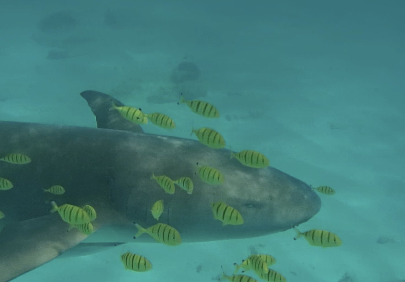 黄色い縞の小魚を連れて泳ぐナースシャークを間近で見たところ