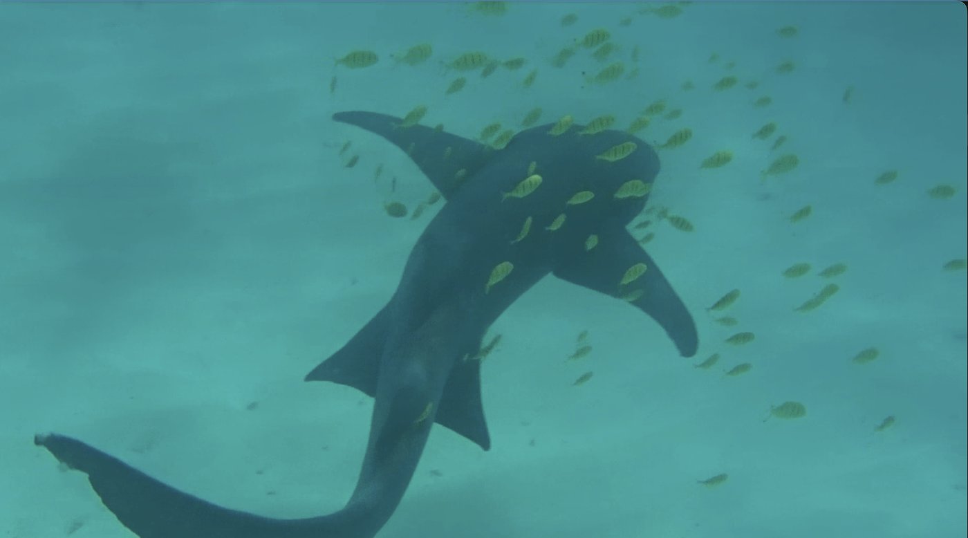 小魚の群れを引き連れて泳ぐナースシャークを上から見たところ
