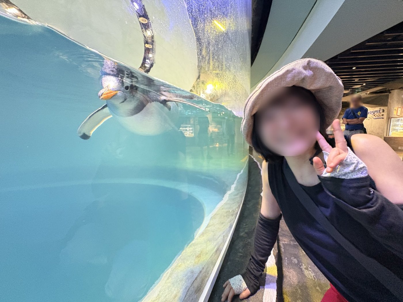 朝いちばんのペンギンコーブ。人がおらず目の前をペンギンが泳ぐ