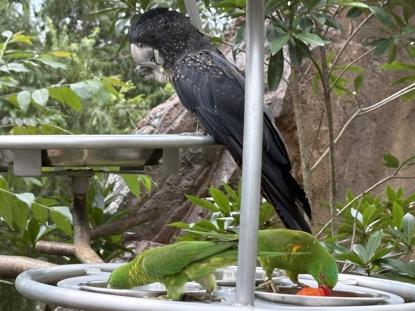 足で器用に餌をつかんで食べるアカオクロオウム