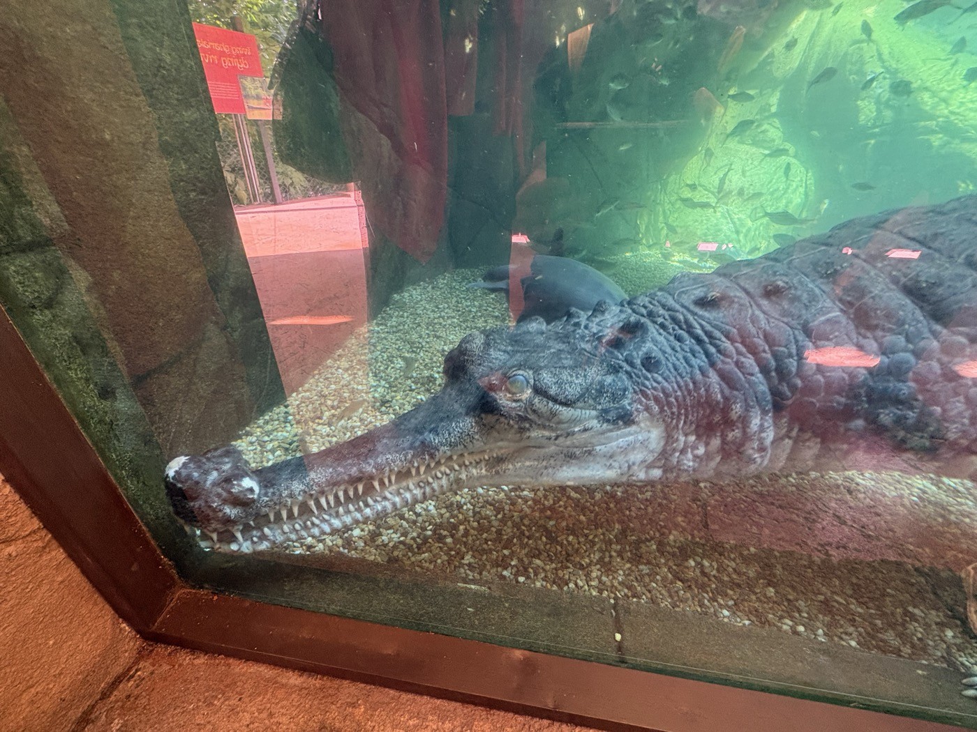 水槽のガラスのすぐ内側まで来てくれたインドガビアル