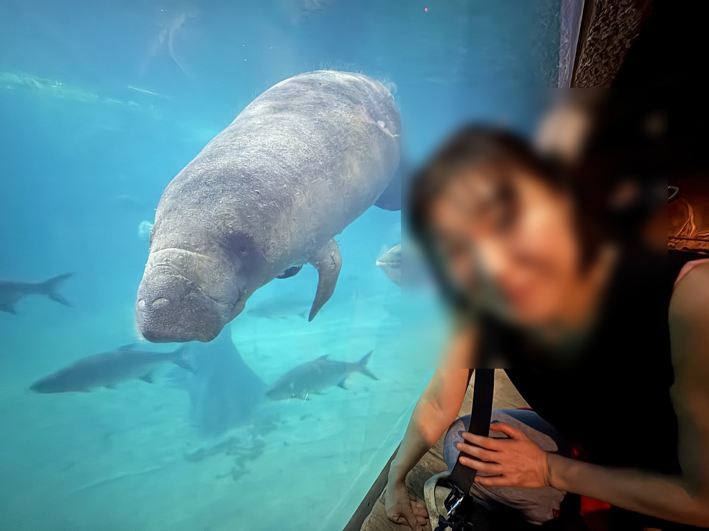 すぐそばまで来てくれたマナティ。写真で見る以上の大きさだった(本人の顔はぼかし加工済み)