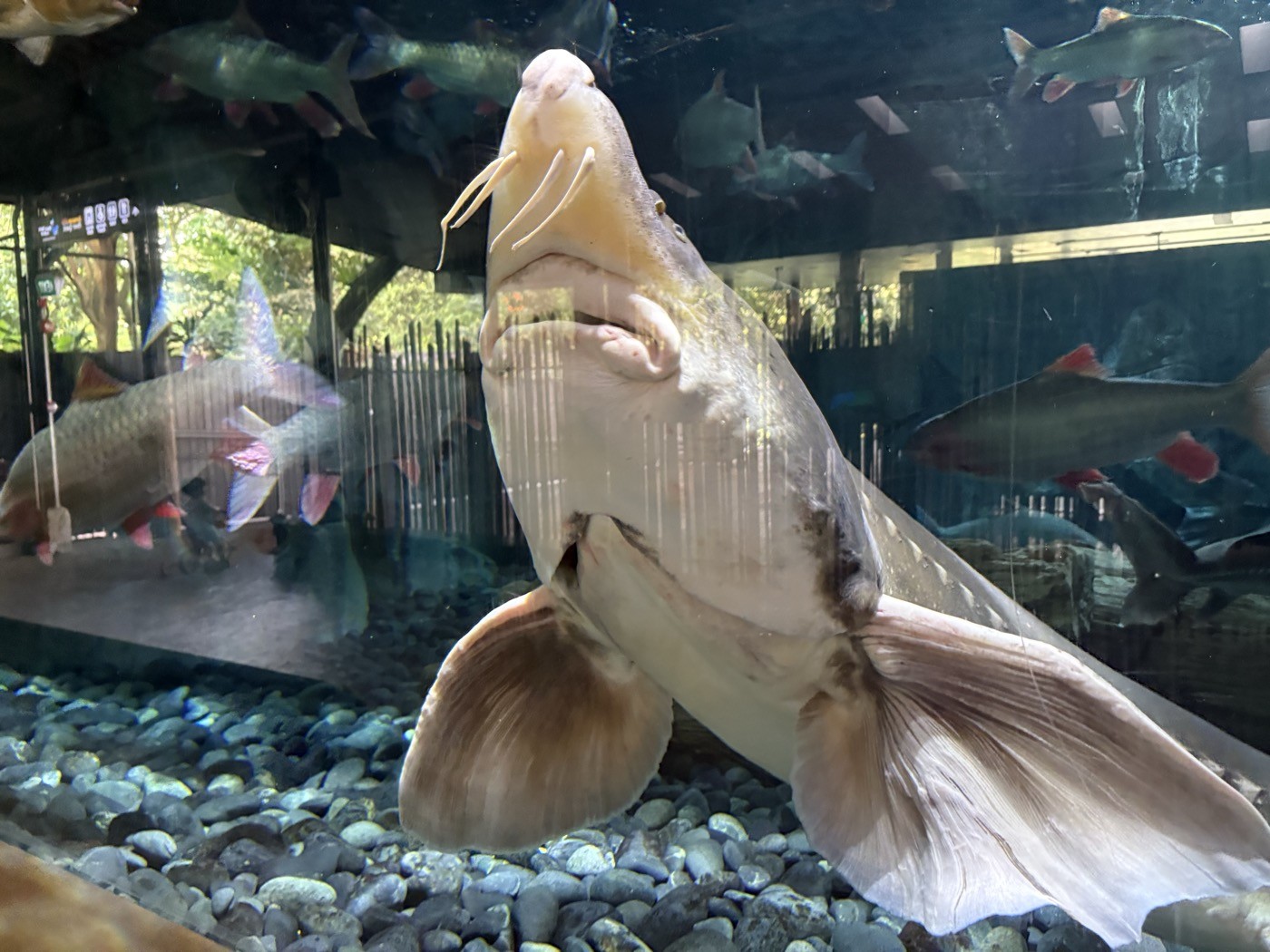 ひげのような突起が特徴的なチョウザメ。キャビアはこの魚の卵
