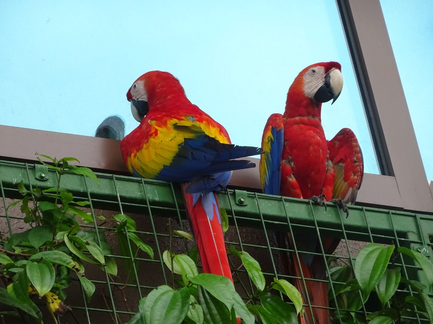 クリムゾン湿地帯のコンゴウインコ。赤・黄・青のグラデーション