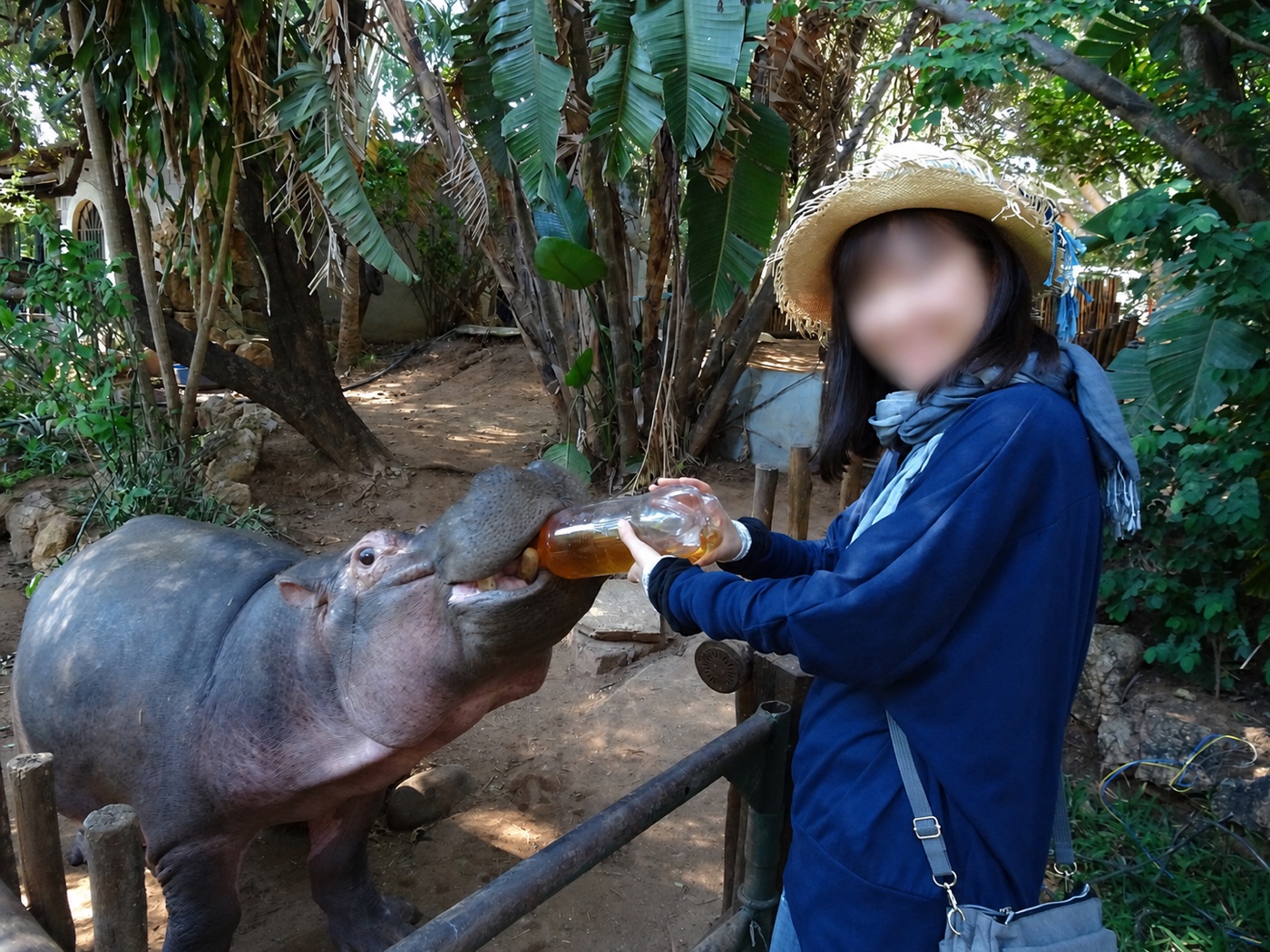 2012年に保護されたカバのセウンに、お茶を飲ませる