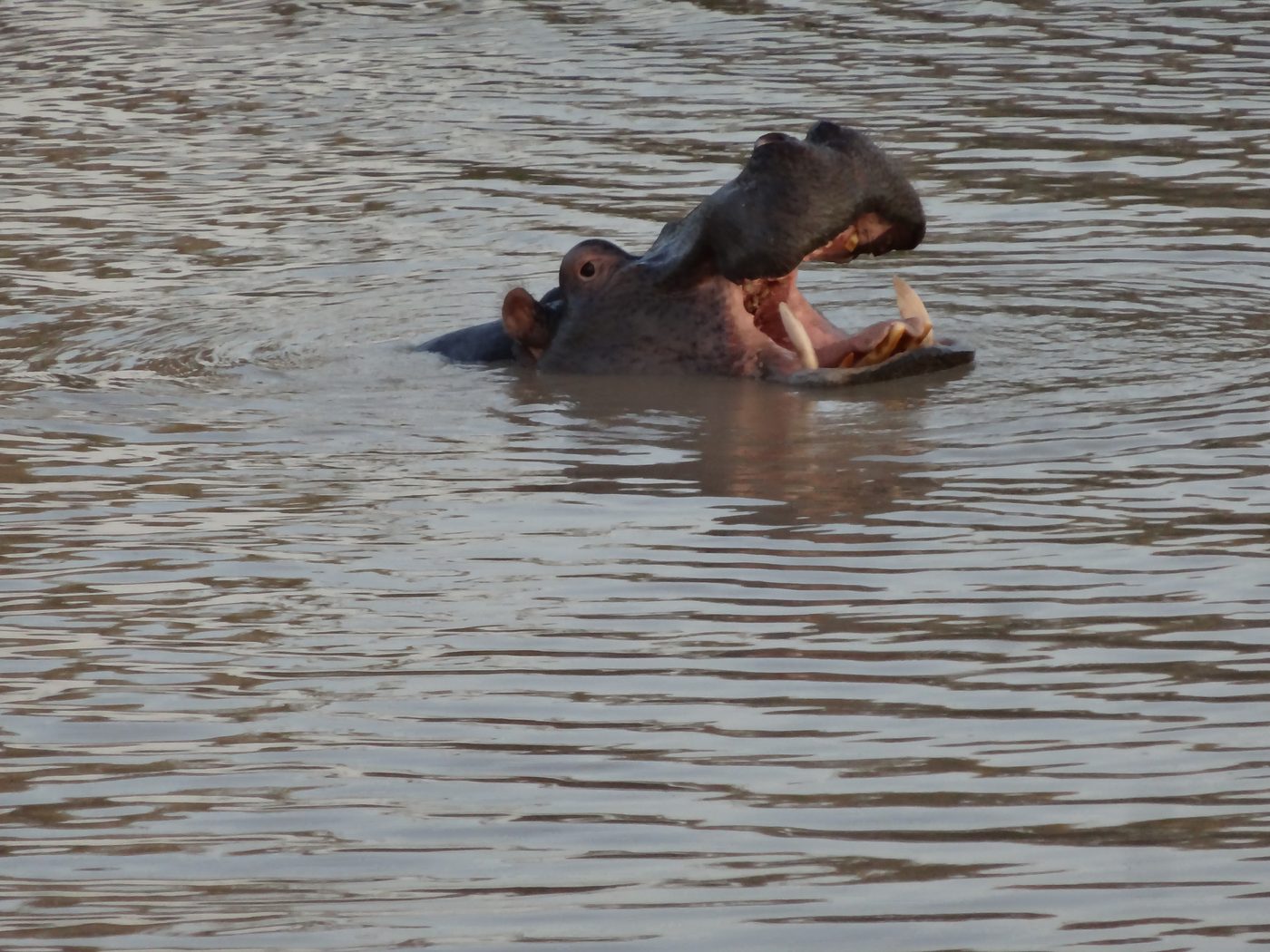 水の中で大きく口を開けた野生のカバ