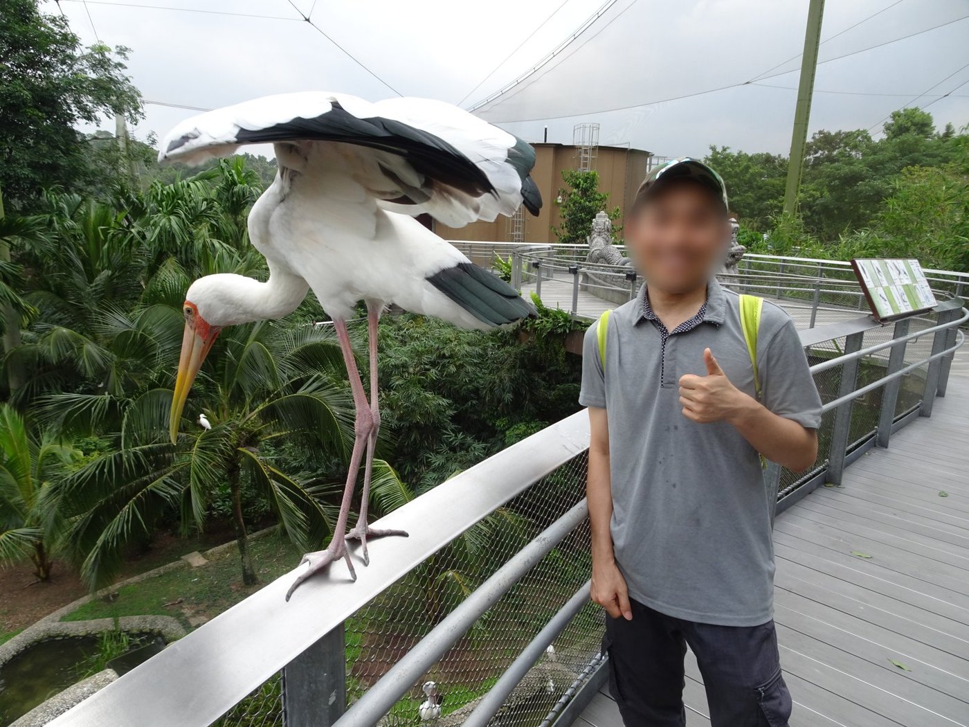 アジアの翼で、手すりのすぐ横にとまるコウノトリの仲間